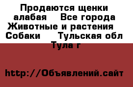 Продаются щенки алабая  - Все города Животные и растения » Собаки   . Тульская обл.,Тула г.